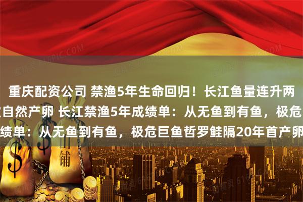 重庆配资公司 禁渔5年生命回归！长江鱼量连升两级，极危鱼种20年首次自然产卵 长江禁渔5年成绩单：从无鱼到有鱼，极危巨鱼哲罗鲑隔20年首产卵